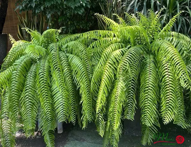 Hướng Dẫn Cách Trồng Và Chăm Sóc Dương Xỉ Thòng Thái (sabai Nang) Từ A-Z: Kỹ Thuật Trồng Chậu, Trồng Épiphyt Và Xử Lý Bệnh Hại Hướng Dẫn Cách Trồng Và Chăm Sóc Dương Xỉ Thòng Thái (sabai Nang) Từ A-Z: Kỹ Thuật Trồng Chậu, Trồng Épiphyt Và Xử Lý Bệnh Hại