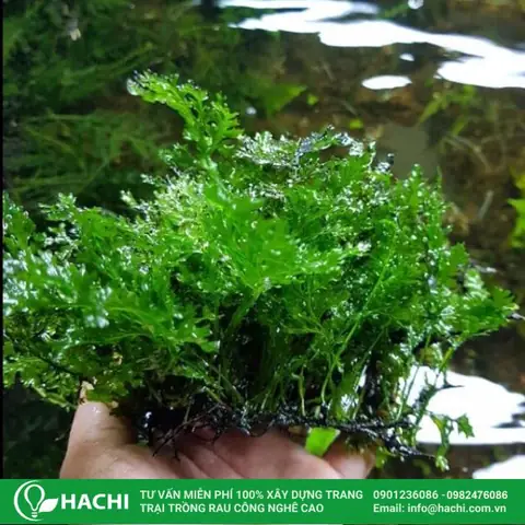 Cách Trồng Dương Xỉ Trên Cạn/bán Cạn Trong Chậu: Kỹ Thuật Từ A-Z, Chăm Sóc Đúng Chuẩn & Phân Biệt Loại Cạn - Thủy Sinh