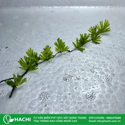 Cách Trồng Dương Xỉ Trên Cạn/bán Cạn Trong Chậu: Kỹ Thuật Từ A-Z, Chăm Sóc Đúng Chuẩn & Phân Biệt Loại Cạn - Thủy Sinh
