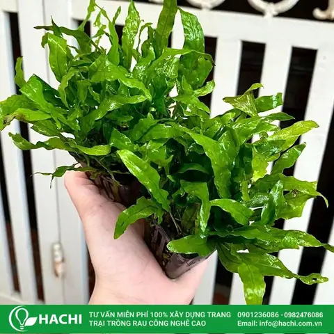 Cách Trồng Dương Xỉ Trên Cạn/bán Cạn Trong Chậu: Kỹ Thuật Từ A-Z, Chăm Sóc Đúng Chuẩn & Phân Biệt Loại Cạn - Thủy Sinh