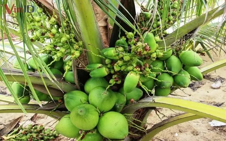 Hướng Dẫn Cách Trồng Dừa Ri Ba (xiêm, Ri6) Chuẩn Kỹ Thuật: Từ Chọn Giống, Trồng Nghiêng Đến Chăm Sóc Cho Năng Suất Cao Hướng Dẫn Cách Trồng Dừa Ri Ba (xiêm, Ri6) Chuẩn Kỹ Thuật: Từ Chọn Giống, Trồng Nghiêng Đến Chăm Sóc Cho Năng Suất Cao