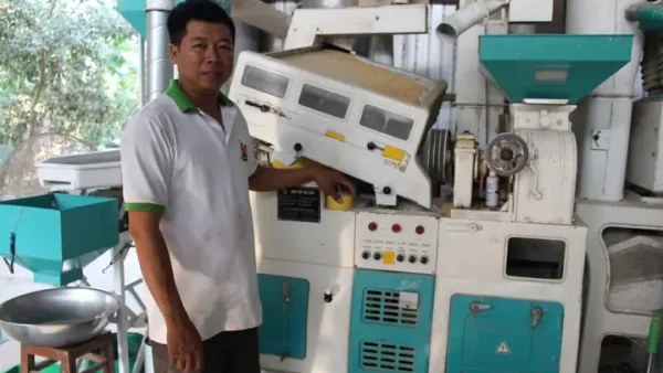 Hướng Dẫn Quy Trình Trồng Lúa Huyết Rồng Chuẩn Kỹ Thuật: Từ Gieo Mạ, Cấy Trồng Đến Thu Hoạch Và Bảo Quản