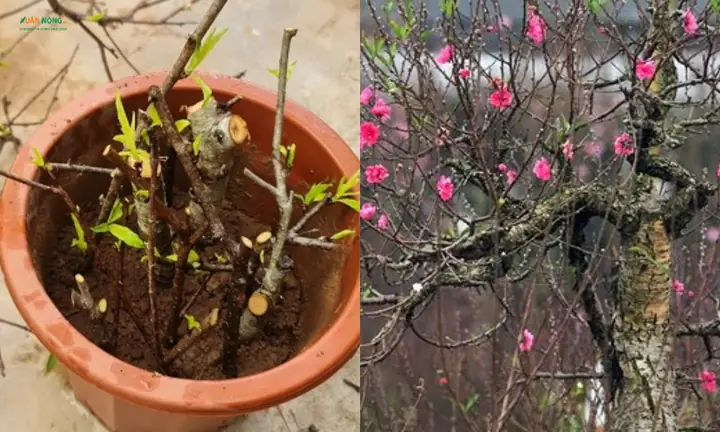 Cách Trồng Giá Thể (giá Mai, Giá Cây Ăn Quả) Bằng Đào Hố: Kỹ Thuật Chuẩn Từ A-Z Cách Trồng Giá Thể (giá Mai, Giá Cây Ăn Quả) Bằng Đào Hố: Kỹ Thuật Chuẩn Từ A-Z