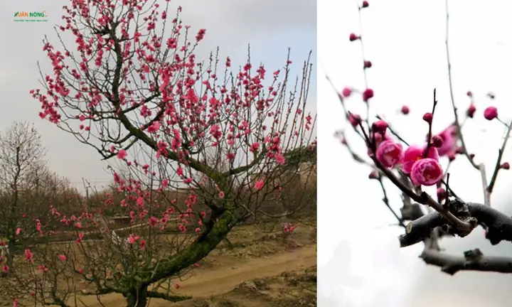 Cách Trồng Giá Thể (giá Mai, Giá Cây Ăn Quả) Bằng Đào Hố: Kỹ Thuật Chuẩn Từ A-Z Cách Trồng Giá Thể (giá Mai, Giá Cây Ăn Quả) Bằng Đào Hố: Kỹ Thuật Chuẩn Từ A-Z