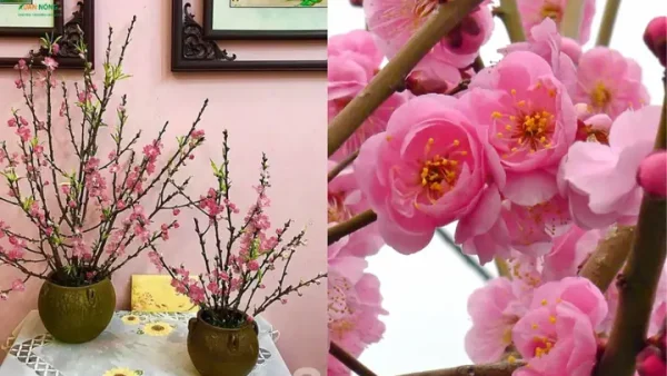 Cách Trồng Giá Thể (giá Mai, Giá Cây Ăn Quả) Bằng Đào Hố: Kỹ Thuật Chuẩn Từ A-Z