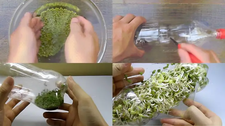 Hướng Dẫn 5 Cách Trồng Giá Đỗ Tại Nhà Đơn Giản, An Toàn Cho Học Sinh (kèm Mẫu Nhật Ký Quan Sát) Hướng Dẫn 5 Cách Trồng Giá Đỗ Tại Nhà Đơn Giản, An Toàn Cho Học Sinh (kèm Mẫu Nhật Ký Quan Sát)