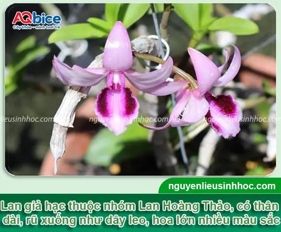 Hướng Dẫn Trồng Giả Hạc Xuân Đúng Kỹ Thuật Tại Nhà Từ A-Z