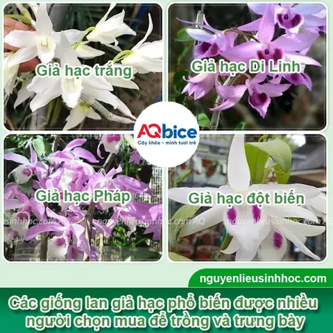 Hướng Dẫn Trồng Giả Hạc Xuân Đúng Kỹ Thuật Tại Nhà Từ A-Z