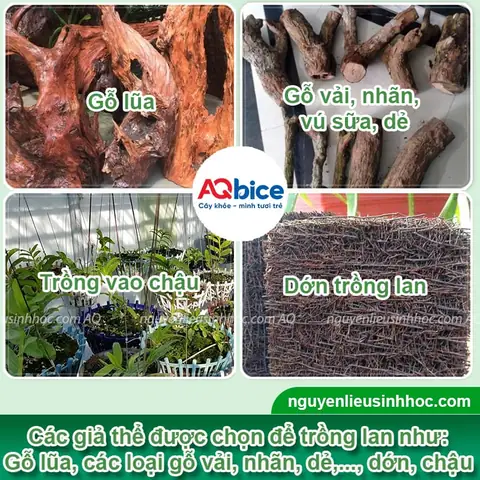 Hướng Dẫn Trồng Giả Hạc Xuân Đúng Kỹ Thuật Tại Nhà Từ A-Z