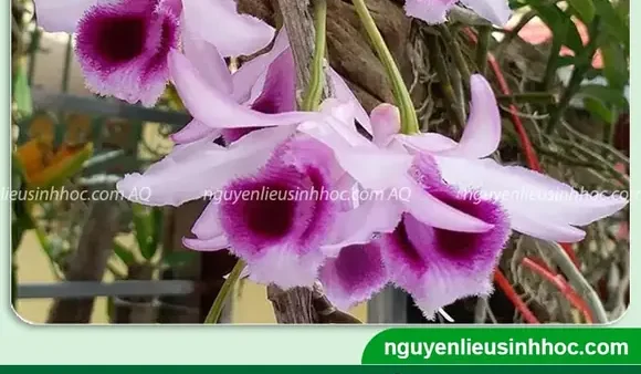 Hướng Dẫn Trồng Và Kích Thích Lan Giả Hạc Ra Nhiều Ki: Kỹ Thuật Ươm, Chăm Sóc Và Tách Cây Con Chuẩn A-Z