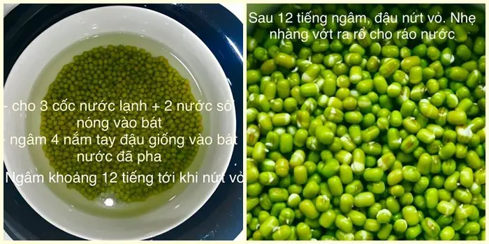 Hướng Dẫn 5 Cách Trồng Giá Ú Tại Nhà Trắng Mập Giòn Sạch, Đơn Giản Cho Người Mới Hướng Dẫn 5 Cách Trồng Giá Ú Tại Nhà Trắng Mập Giòn Sạch, Đơn Giản Cho Người Mới