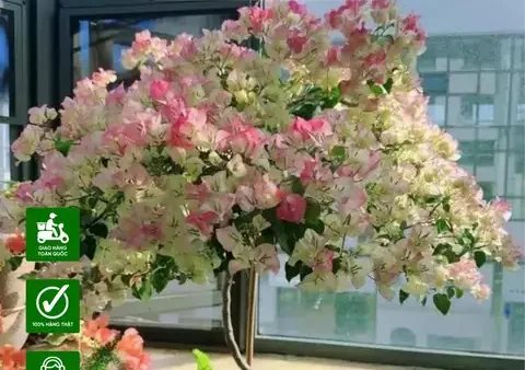 Cách Khơi Khích Hoa Giấy Nở Hoa Quanh Năm: Kỹ Thuật Bón Phân, Cắt Tỉa Và Điều Kiện Trồng