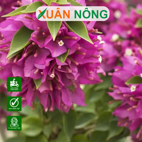 Cách Khơi Khích Hoa Giấy Nở Hoa Quanh Năm: Kỹ Thuật Bón Phân, Cắt Tỉa Và Điều Kiện Trồng Cách Khơi Khích Hoa Giấy Nở Hoa Quanh Năm: Kỹ Thuật Bón Phân, Cắt Tỉa Và Điều Kiện Trồng