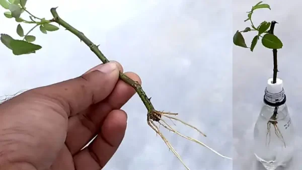 Hướng Dẫn Cách Trồng Gốc Hoa Hồng Rừng (rosa Multiflora) Đạt Chuẩn Ghép: Kỹ Thuật Giâm Cành, Chăm Sóc Vườn Gốc Từ A-Z