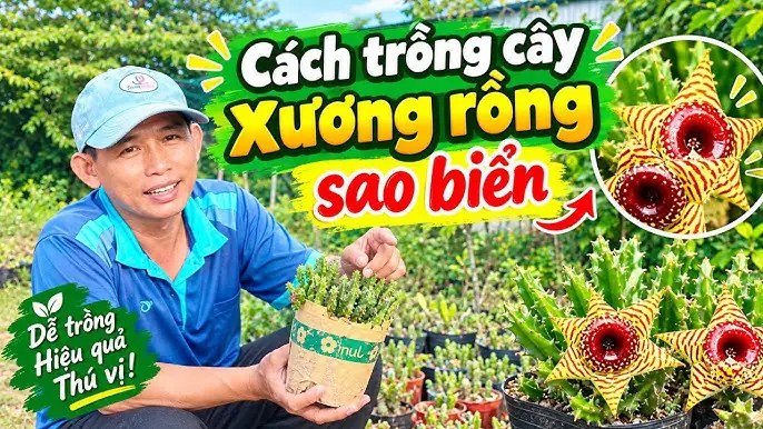 Cách Trồng Gồng Vó Indica: Hướng Dẫn Chăm Sóc Và Tạo Keo Cho Drosera Indica Cách Trồng Gồng Vó Indica: Hướng Dẫn Chăm Sóc Và Tạo Keo Cho Drosera Indica