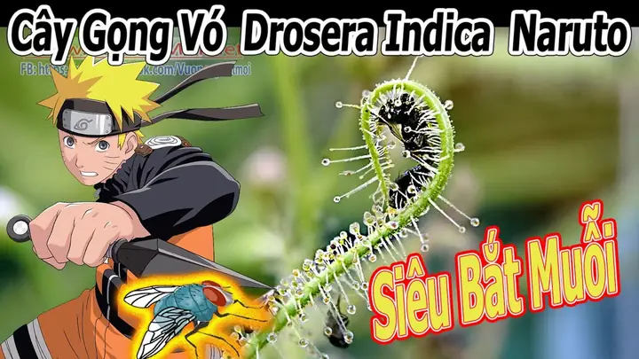 Cách Trồng Gồng Vó Indica: Hướng Dẫn Chăm Sóc Và Tạo Keo Cho Drosera Indica Cách Trồng Gồng Vó Indica: Hướng Dẫn Chăm Sóc Và Tạo Keo Cho Drosera Indica