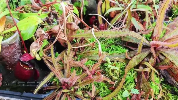Cách Trồng Gồng Vó Indica: Hướng Dẫn Chăm Sóc Và Tạo Keo Cho Drosera Indica