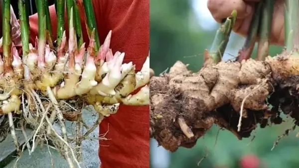 Hướng Dẫn Kỹ Thuật Trồng Gừng Núi, Gừng Trâu Hiệu Quả Trên Đất Đồi Núi: Từ Chọn Giống, Trồng Xen Rừng Đến Chăm Sóc, Thu Hoạch