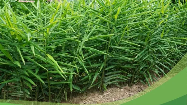 Cách Trồng Gừng Vào Tháng Mấy Cho Năng Suất Cao, Chất Lượng Tốt?