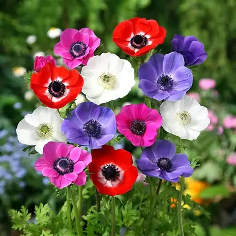 Hướng Dẫn Cách Trồng Hoa Anemone (cỏ Chân Ngỗng/thu Mẫu Đơn) Từ Củ A-Z: Chuẩn Bị, Quy Trình, Chăm Sóc & Bảo Quản Củ Qua Mùa Hướng Dẫn Cách Trồng Hoa Anemone (cỏ Chân Ngỗng/thu Mẫu Đơn) Từ Củ A-Z: Chuẩn Bị, Quy Trình, Chăm Sóc & Bảo Quản Củ Qua Mùa