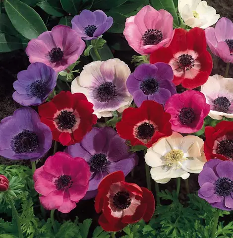 Hướng Dẫn Cách Trồng Hoa Anemone (cỏ Chân Ngỗng/thu Mẫu Đơn) Từ Củ A-Z: Chuẩn Bị, Quy Trình, Chăm Sóc & Bảo Quản Củ Qua Mùa Hướng Dẫn Cách Trồng Hoa Anemone (cỏ Chân Ngỗng/thu Mẫu Đơn) Từ Củ A-Z: Chuẩn Bị, Quy Trình, Chăm Sóc & Bảo Quản Củ Qua Mùa