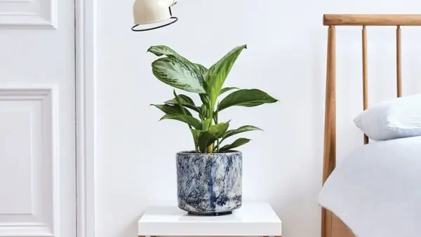 Cách Trồng Hoa Cẩm Tú Cầu Trong Nhà Cho Người Mới: Hướng Dẫn Chi Tiết Từ Chọn Chậu Đến Ra Hoa Đẹp