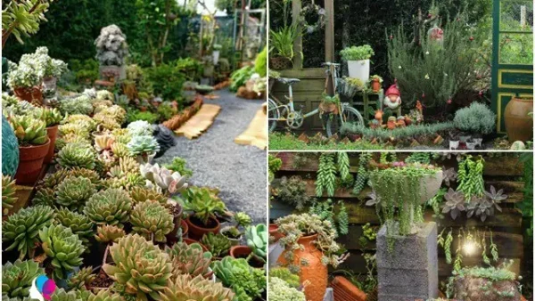 Hướng Dẫn Cách Trồng Và Chăm Sóc Hoa Chăm Pa (hoa Sứ Đại) Từ A-Z: Cây Khỏe, Hoa Nở Búng Quanh Năm