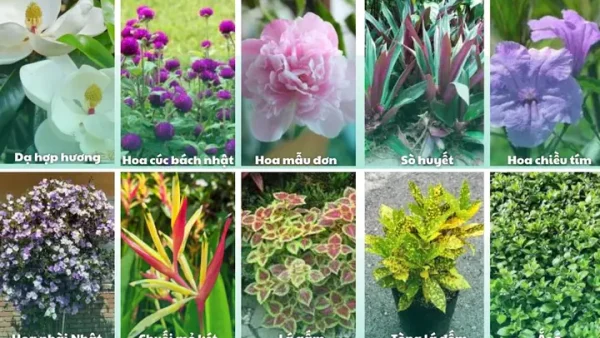 Hướng Dẫn Trồng Hoa Cho Ngôi Nhà Đệp: Giới Thiệu Giống Cây Cảnh Và Kỹ Thuật Chăm Sóc Không Gian Hẹp
