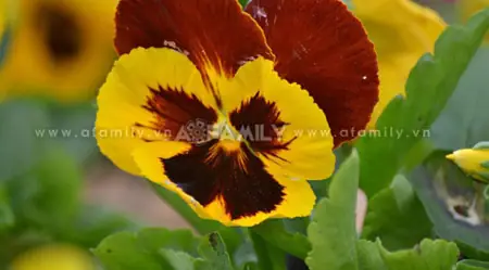 Cách Trồng Hoa Colico: Hướng Dẫn Chi Tiết Từ Hạt Đến Nở Hoa