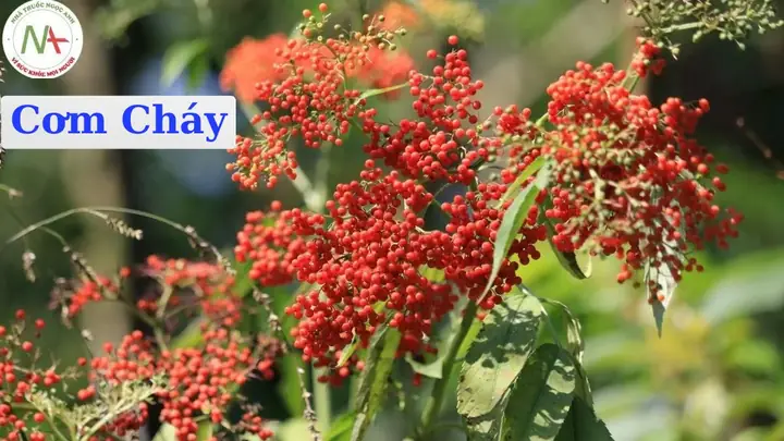Hướng Dẫn Trồng Cây Cơm Cháy Từ A-Z: Chăm Sóc, Thu Hoạch Và Công Dụng Hướng Dẫn Trồng Cây Cơm Cháy Từ A-Z: Chăm Sóc, Thu Hoạch Và Công Dụng