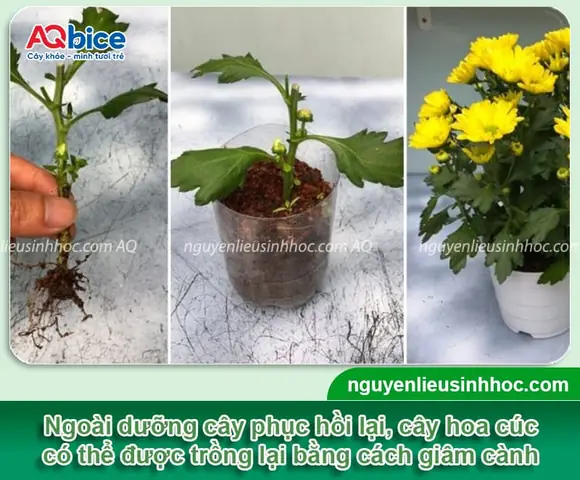 Hướng Dẫn Cách Trồng Hoa Cúc Lai: Kỹ Thuật Từ A - Z Giúp Cây Phát Triển Khỏe, Nở Đẹp