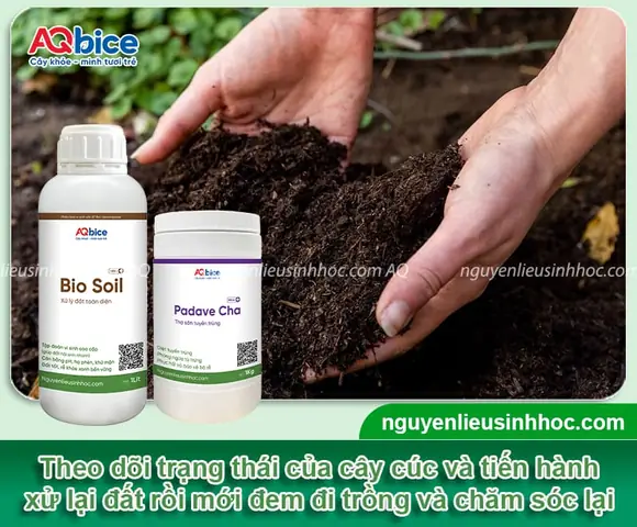 Hướng Dẫn Cách Trồng Hoa Cúc Lai: Kỹ Thuật Từ A - Z Giúp Cây Phát Triển Khỏe, Nở Đẹp