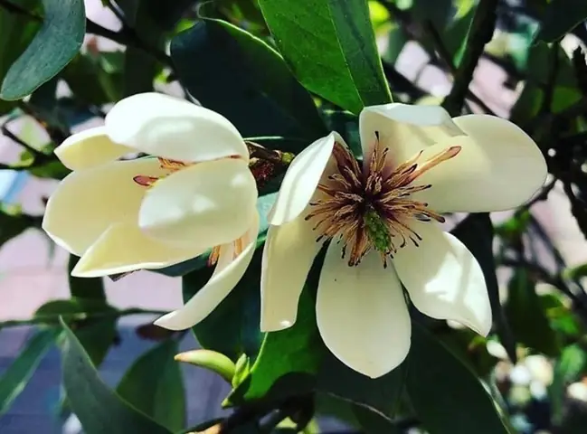 Cách Trồng Dạ Hợp Hương: Quy Trình, Chăm Sóc Và Ý Nghĩa Phong Thủy Tại Sao Ít Nơi Còn Trồng