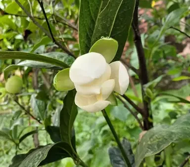 Cách Trồng Dạ Hợp Hương: Quy Trình, Chăm Sóc Và Ý Nghĩa Phong Thủy Tại Sao Ít Nơi Còn Trồng