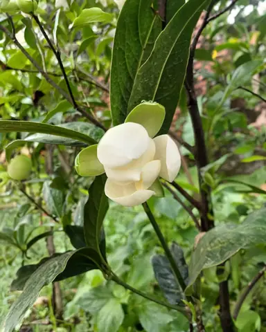 Cách Trồng Dạ Hợp Hương: Quy Trình, Chăm Sóc Và Ý Nghĩa Phong Thủy Tại Sao Ít Nơi Còn Trồng