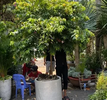 Hướng Dẫn Cách Trồng Hoa Dẻ Bằng Hạt Chi Tiết: Từ Ươm Nảy Mầm Đến Chăm Sóc Cây Non
