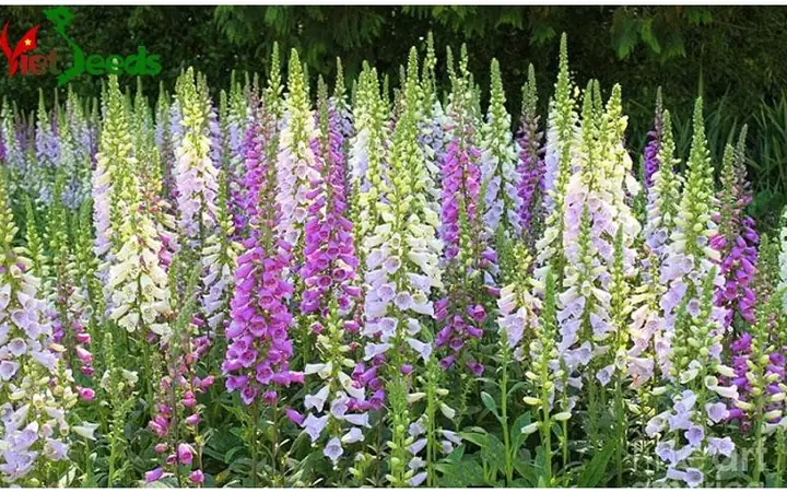Cách Trồng Hoa Mao Địa Hoàng (dương Địa Hoàng/foxglove) Từ Hạt Và Giống: Kỹ Thuật Chi Tiết, Chăm Sóc Dễ Ra Hoa