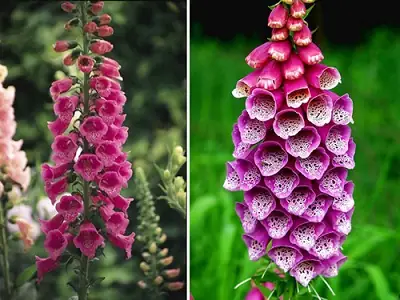 Cách Trồng Hoa Mao Địa Hoàng (dương Địa Hoàng/foxglove) Từ Hạt Và Giống: Kỹ Thuật Chi Tiết, Chăm Sóc Dễ Ra Hoa