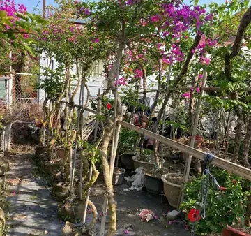 Cách Trồng Và Chăm Sóc Hoa Giấy Tím Huế Ra Hoa Đúng Tết: Hướng Dẫn Từng Bước
