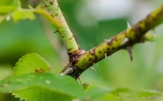 Cách Trồng Hoa Hồng Bằng Cành Tỉa Lá Siêu Dễ – Hướng Dẫn Chi Tiết Cho Người Mới