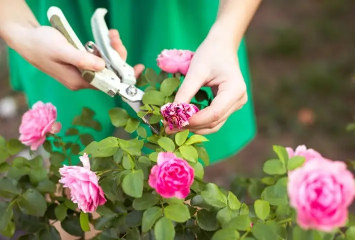 Cách Trồng Hoa Hồng Để Có Nhiều Hoa: Hướng Dẫn Từng Bước Cho Người Mới Bắt Đầu