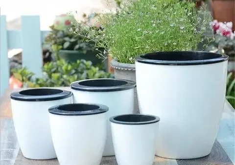 Hướng Dẫn Cách Trồng Hoa Hồng Cổ Trong Chậu Từ A-Z: Kỹ Thuật Chọn Giống, Trộn Đất, Chăm Sóc Sai Hoa Quanh Năm