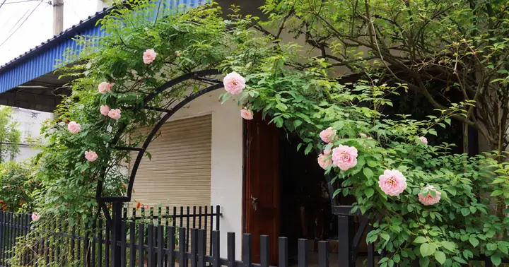Cách Trồng Hoa Hồng Leo Pháp Bằng Giấy Ẩn Cho Người Mới