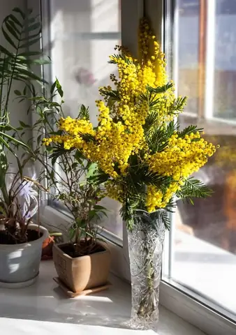 Cách Trồng Và Chăm Sóc Cây Mimosa: Đất, Nước, Ánh Sáng Và Kỹ Thuật Cắt Tỉa Định Hình