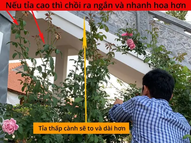 Cách Trồng Hoa Hồng Nở Đúng Dịp Tết Nguyên Đán: Kỹ Thuật Chăm Sóc, Cắt Tỉa Và Điều Phối Hoa Cách Trồng Hoa Hồng Nở Đúng Dịp Tết Nguyên Đán: Kỹ Thuật Chăm Sóc, Cắt Tỉa Và Điều Phối Hoa