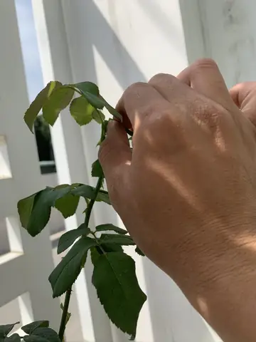Cách Trồng Hoa Hồng Nở Đúng Dịp Tết Nguyên Đán: Kỹ Thuật Chăm Sóc, Cắt Tỉa Và Điều Phối Hoa Cách Trồng Hoa Hồng Nở Đúng Dịp Tết Nguyên Đán: Kỹ Thuật Chăm Sóc, Cắt Tỉa Và Điều Phối Hoa