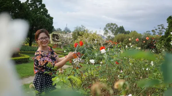 Cách Trồng Hoa Hồng Ra Nhiều Tược: Kỹ Thuật Bấm Ngọn, Cắt Tỉa Và Chăm Sóc Để Cây Bông Nở Rộ