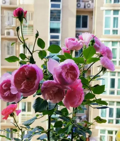 Hướng Dẫn Trồng Hoa Hồng Treo: Kỹ Thuật Chi Tiết Từ Chọn Đất Đến Chăm Sóc Dài Kỳ