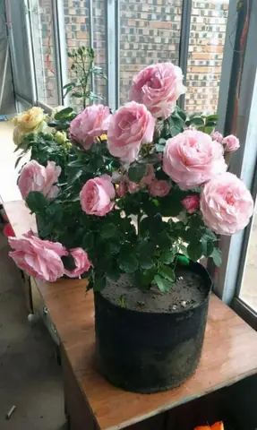 Hướng Dẫn Trồng Hoa Hồng Treo: Kỹ Thuật Chi Tiết Từ Chọn Đất Đến Chăm Sóc Dài Kỳ