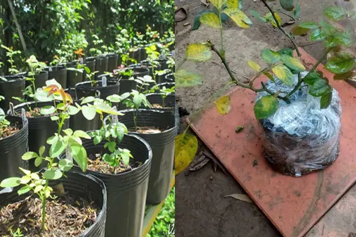 Cách Trồng Hoa Hồng Từ Quả (hạt) Chi Tiết Nhất: Quy Trình Ươm, Gieo Và Chăm Sóc Non Từ A-Z Cách Trồng Hoa Hồng Từ Quả (hạt) Chi Tiết Nhất: Quy Trình Ươm, Gieo Và Chăm Sóc Non Từ A-Z